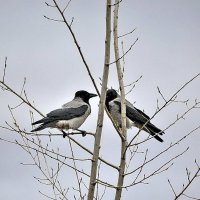 Душевное общение :: Алексей Бубнов