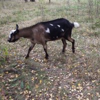 Самостоятельный козлёнок :: Freddy 97