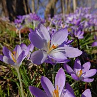 Весна рисует лепестков ажуром... нежность!!! ​ ... :: Галина 