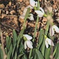 Подснежники. :: Giant Tao /