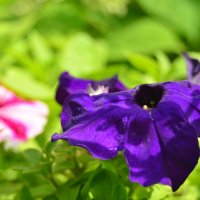 . :: Дмитрий Шароватов