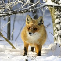 *** :: Валерий Черняк