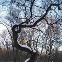 Дерево с непростой судьбой :: Наталья Герасимова