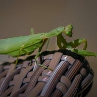 Богомол обыкновенный :: Aleksey Afonin