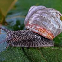 Виноградная улитка :: Aleksey Afonin