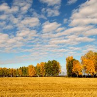 Осени яркие краски. :: nadyasilyuk Вознюк