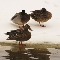 стража уснула :: Владимир Зырянов