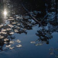 Кувшинки :: **** vedin