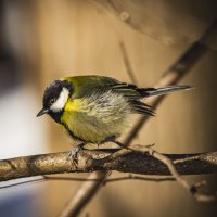 Жёлтопузик. :: Петр Беляков