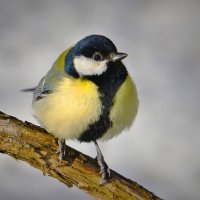 Синица :: Константин Анисимов