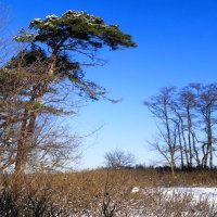 Февраль, побережье Балтийского моря, Калининградская область :: Рита Симонова