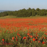 Природа Крыма :: Изумительная Космея