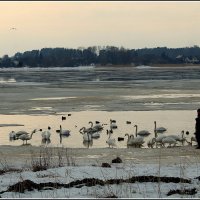 *** :: Aleksandr Gal