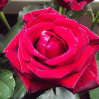 Роза :: Freddy 97