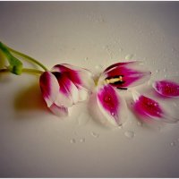 ПРОЩАЛЬНОЕ... :: Elvira E. 