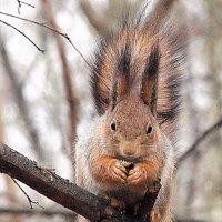 всем кушать хочется :: Олег Лукьянов всем кушать хочется :: Олег Лукьянов