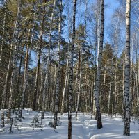 ЗИМА НЕ УХОДИТ3 :: ura Зелев