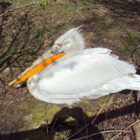 Пражский зоопарк :: Tata Wolf