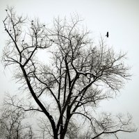 Первый день весны 2026 г :: Олег Стасенко