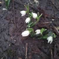 Подснежник :: Сапсан 