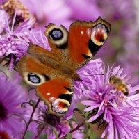 опять про бабочек...513 :: Александр Прокудин опять про бабочек...513 :: Александр Прокудин