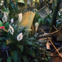 Здесь живёт охотник за растениями, пережившими динозавров. :: Татьяна Помогалова