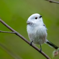 Ополовник :: Владимир Лазарев