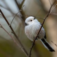 Ополовник :: Владимир Лазарев