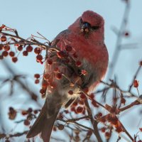 Щур :: Виктор Иванович Чернюк