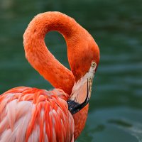 Фламинго :: SanSan 