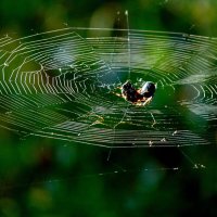 Борьба на ринге. :: nadyasilyuk Вознюк