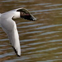 Полёт над озером... :: Николай Саржанов
