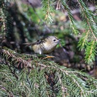 желтоголовый королек :: юрий макаров