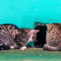 :- Выходи ! На улице март и у нас душа песни поёт. :: Анатолий. Chesnavik.