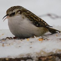 Пищуха :: Лина 