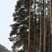 Сосны корабельные. :: ВикТор Быстров