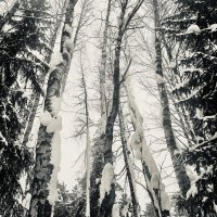 Танец ветвей :: Татьяна 