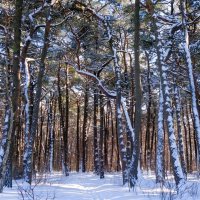 Февраль, побережье Балтийского моря, Калининградская область :: Рита Симонова