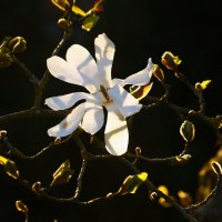 Доброе утро :: Юрий. Шмаков