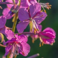 Краски лета. Цветущий кипрей. :: Алексей Трухин