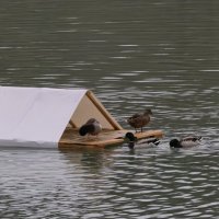 Домик для уток на озере в Нальчике :: Мариша 