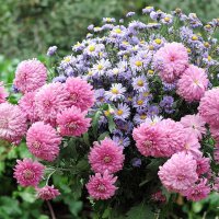 Цветы :: Владимир Зыбин