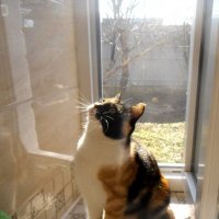 Кошачье ясновидение :) :: Наталья 