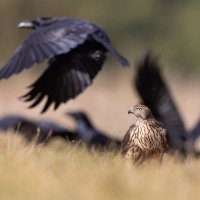 *** :: Евгений Фруман