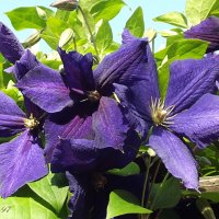 Клематис :: Freddy 97