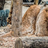 разминка и массаж.... :: Аркадий Лаптенко