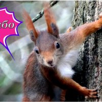 ... :: "The Natural World" Александер