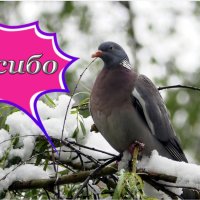 Мир Природы ...  :: "The Natural World" Александер