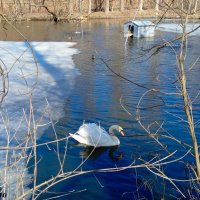 Март в ростовском зоопарке :: Нина Бутко