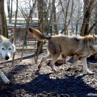 Март в ростовском зоопарке :: Нина Бутко